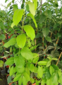 Diospyros grandiflora - Hurma wielkokwiatowa