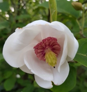 Magnolia sieboldii - Magnolia Siebolda