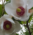 Magnolia sieboldii - Magnolia Siebolda