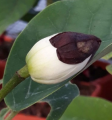 Magnolia sieboldii - Magnolia Siebolda