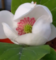 Magnolia sieboldii - Magnolia Siebolda
