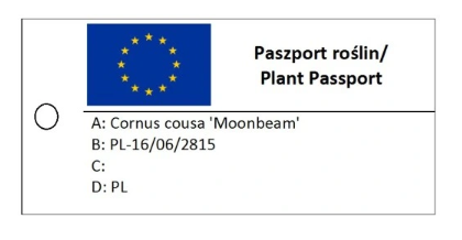 Dereń kousa 'Moonbeam' - Cornus kousa