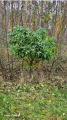 Ambrowiec amerykański ,Gum Ball' - Liquidambar styraciflua