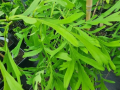 Dąb szypułkowy 'Posnania' - Quercus robur