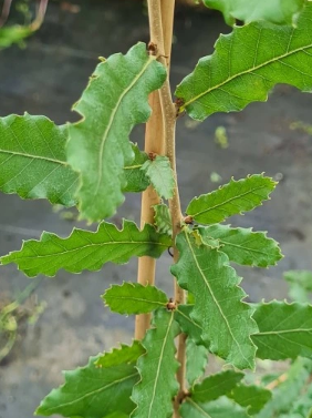 Dąb macedoński - Quercus trojana
