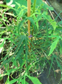 Klon pospolity ,Paldiski' - Acer platanoides