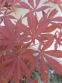 Klon palmowy 'Osakazuki' - Acer palmatum