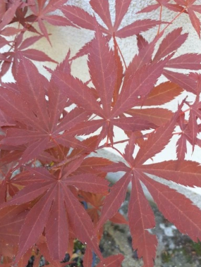 Klon palmowy 'Osakazuki' - Acer palmatum
