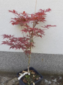 Klon palmowy 'Osakazuki' - Acer palmatum