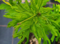 Dąb szypułkowy ,Irtha' - Quercus robur