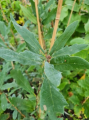 Dąb szypułkowy ,Salfast' - Quercus robur