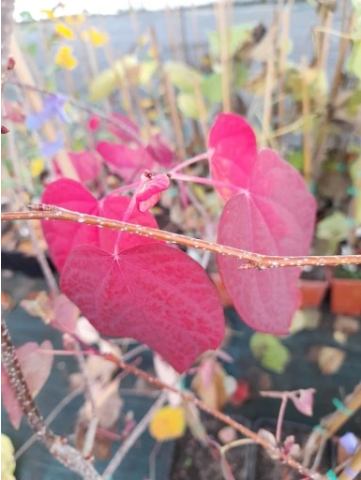 Dwukwiat judaszolistny - Disanthus cercidifolius