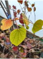 Dwukwiat judaszolistny - Disanthus cercidifolius