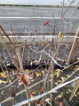 Dereń kwiecisty 'Rubra' - Cornus florida