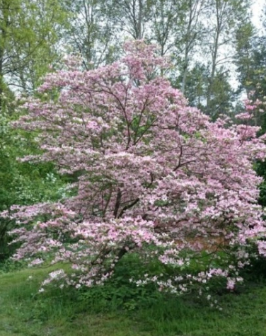 Dereń kwiecisty 'Rubra' - Cornus florida
