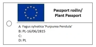 Buk pospolity 'Purpurea Pendula' - Fagus Sylvatica