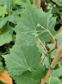 Lipa mongolska - Tilia mongolica