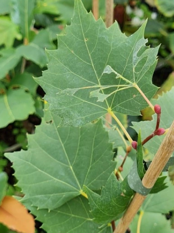 Lipa mongolska - Tilia mongolica