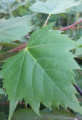 Lipa mongolska - Tilia mongolica