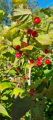 Głóg szkarłatny - Crataegus coccinea