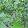 Głóg szkarłatny - Crataegus coccinea