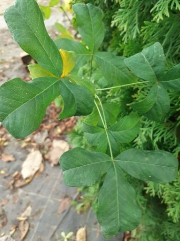Laburnocytisus Adama - Laburnocytisus adamii