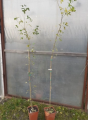 Laburnocytisus Adama - Laburnocytisus adamii