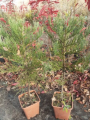 Mamutowiec olbrzymi - Sequoiadendron giganteum