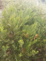 Mamutowiec olbrzymi - Sequoiadendron giganteum
