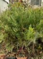 Mamutowiec olbrzymi - Sequoiadendron giganteum