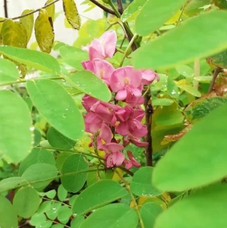 Robinia akacjowa 'Purple Robe' - Robinia pseudoacacia