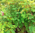 Robinia akacjowa 'Purple Robe' - Robinia pseudoacacia