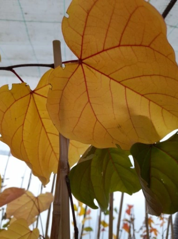 Judaszowiec olbrzymi - Cercis gigantea