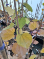 Judaszowiec olbrzymi - Cercis gigantea