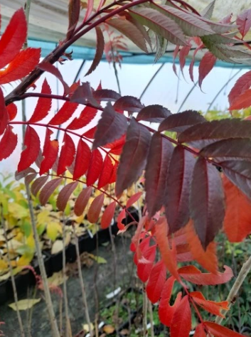 Jarząb kolumnowy 'Autumn Spire' - Sorbus