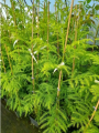 Szydlica japońska - Cryptomeria japonica
