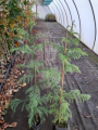 Szydlica japońska - Cryptomeria japonica
