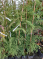 Szydlica japońska - Cryptomeria japonica