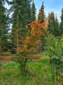 Grab pospolity 'Rockhampton Red ' - Carpinus betulus