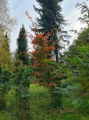 Grab pospolity 'Rockhampton Red ' - Carpinus betulus