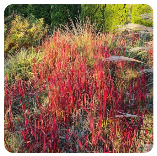 Imperata cylindryczna 'Red Baron’ (Imperata cylindrica)