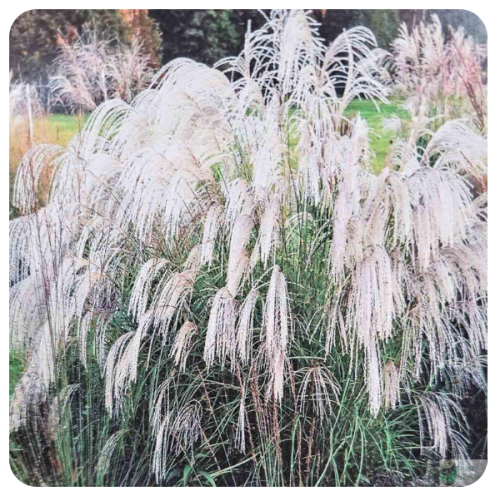 Miskant chiński 'Silver Charm’ (Miscanthus sinensis)