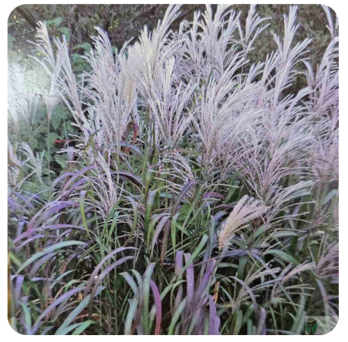 Miskant chiński 'Rosi’ (Miscanthus sinensis)