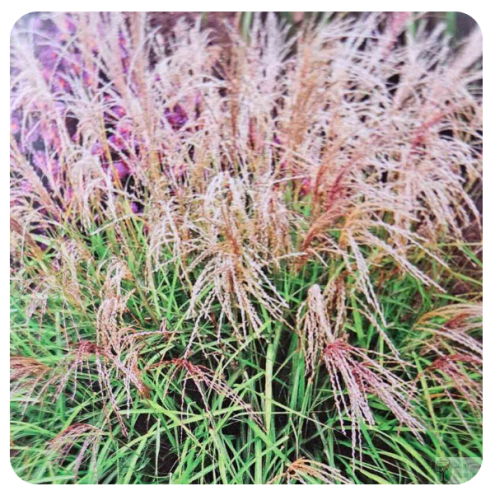 Miskant chiński 'Pagels’ (Miscanthus sinensis)