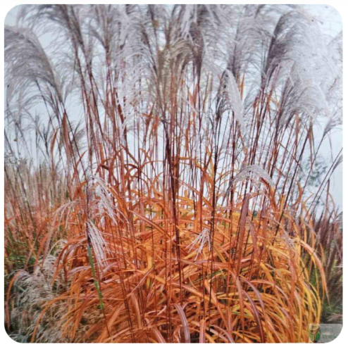 Miskant chiński 'Memory’ (Miscanthus sinensis)