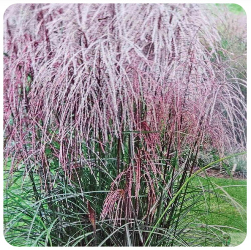 Miskant chiński 'Hurron Sunrise’ (Miscanthus sinensis)