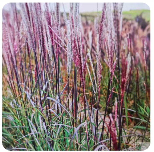 Miskant chiński 'Buraczok’ (Miscanthus sinensis)