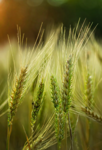 DORIUM pszenica jara 50kg