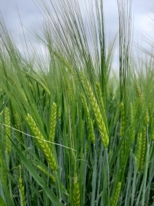 WIRTUOZ jęczmień jary 50kg